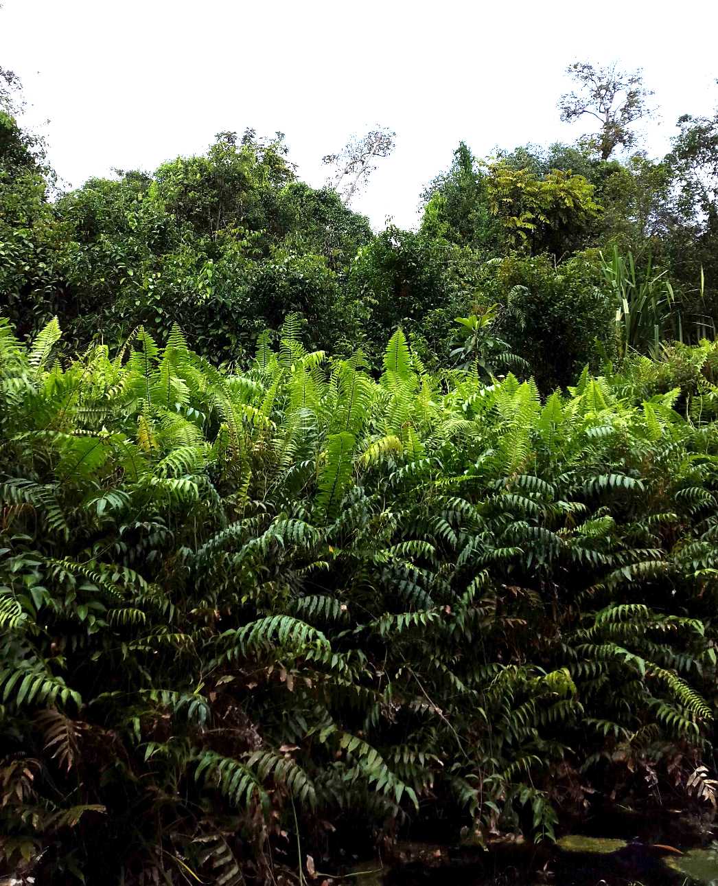 Kondisi hutan Desa Senggamai, Kabupaten Pelalawan, Riau yang dijaga dan ditanami jelutung oleh warga. Foto : Herbert/Yayasan Mitra Insani