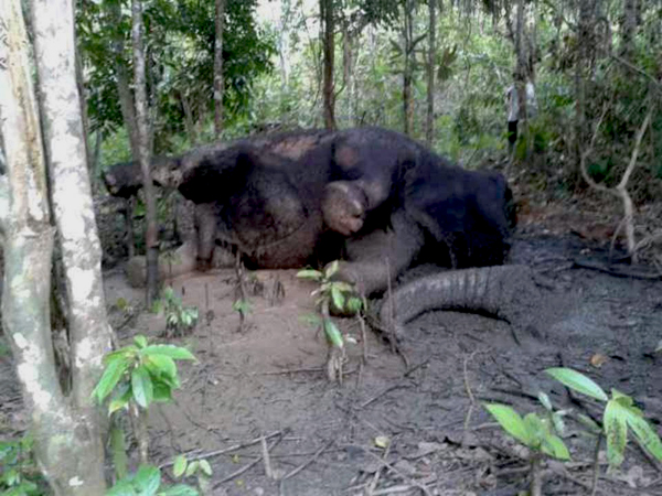 Inilah kondisi gajah jantan dewasa yang ditemukan mati mengenaskan di Aceh Barat. Kondisinya mengenaskan, gading hilang dan belalai terpisah dari kepala. Foto: Khaidar