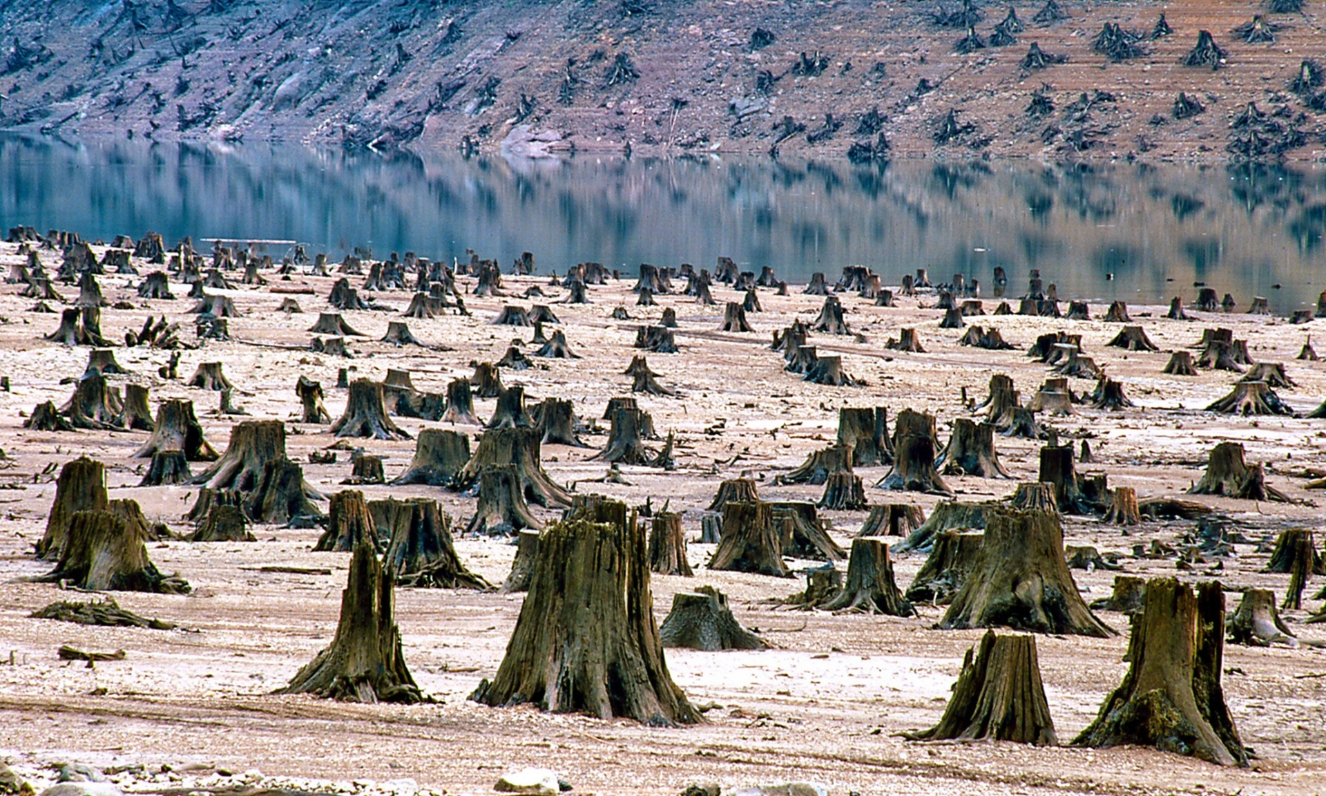 Hutan yang ditebas habis untuk pembangunan waduk penampungan air di Willamette National Forest, Oregon, AS. Photograph: Daniel Dancer