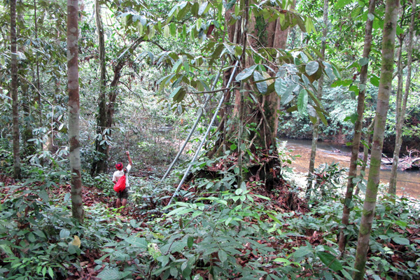 Beginilah kondisi hutan adat Sungai Utik yang dijaga sangat ketat oleh masyarakat adat Iban, Kapuas Hulu. Foto: Andi Fachrizal