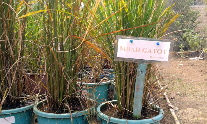 Gatot Surono dapat berbangga hati karena sebagian besar varietas padi yang ada di AB2TI berasal darinya. Termasuk namanya sendiri yang diabadikan "Mbah Gatot". Foto: Rahmadi Rahmad 