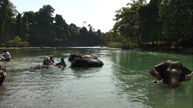 Setelah seharian mengelilingi kawasan TNGL berpatroli bersama tim CRU, gajah-gajah ini mandi di sungai buat menghilangkan lelah. Foto: Ayat S Karokaro