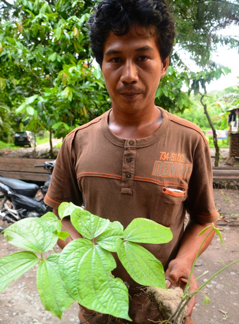 Sikapa tumbuh liar di dalam hutan dan mudah tumbuh dimana saja, dan segala musim. Bahkan pada saat musim kemarau panjang pun tanaman ini masih bisa mudah ditemukan di dalam hutan. Dahulu pernah menjadi makanan utama di Kampung Lamoro. Foto: Wahyu Chandra