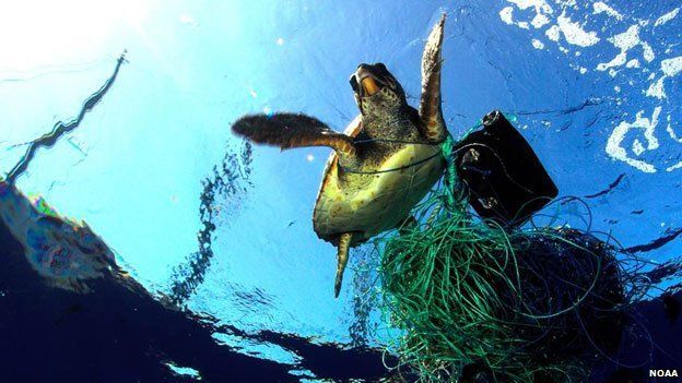 Sampah di lautan, menjerat  seekor penyu yang berenang diantara lautan sampah. Sumber: NOAA