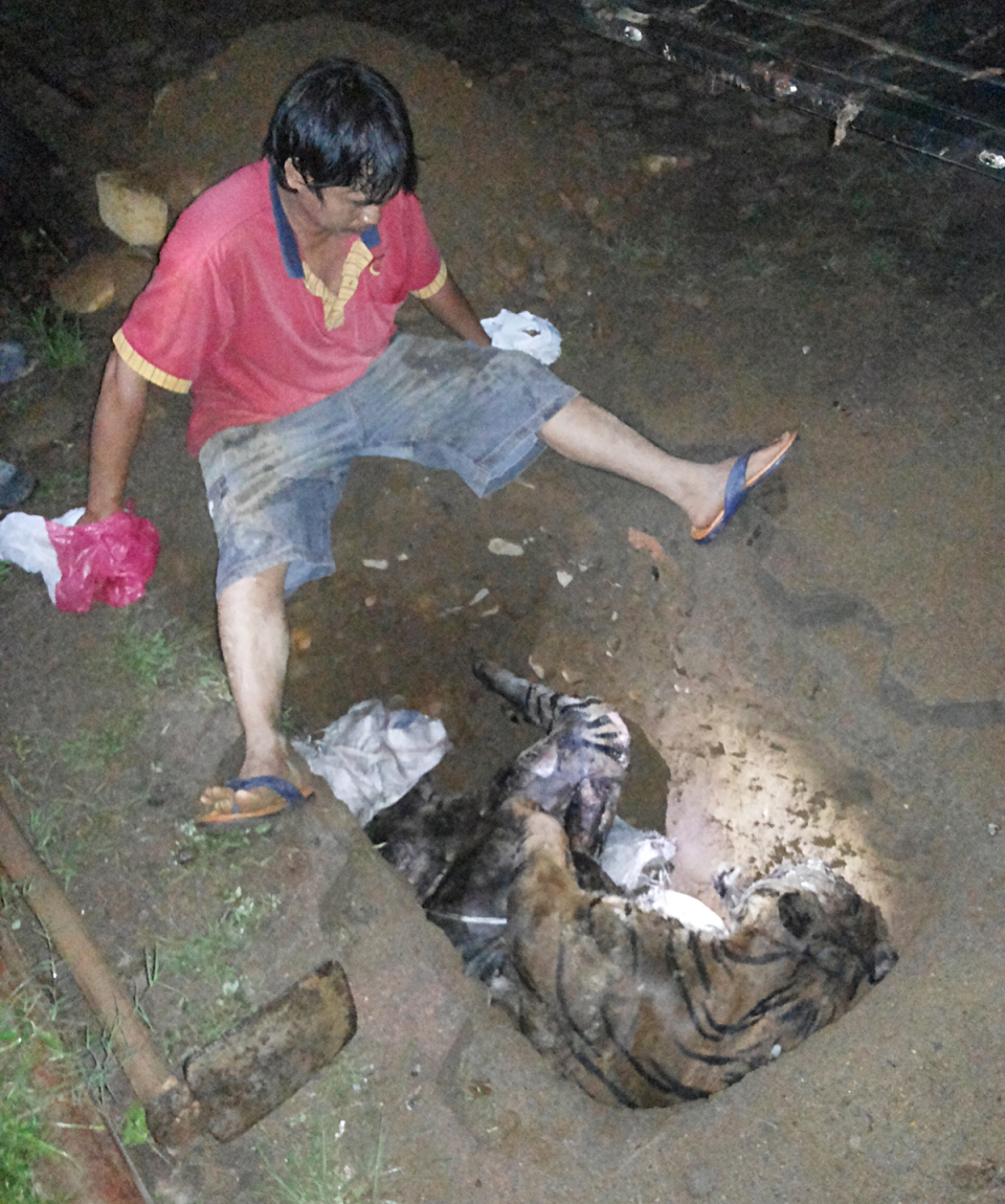 Petugas menguburkan jasad harimau sumatera yang telah membusuk dibelakang kantor BKSDA Sumbar. Foto: BKSDA Sumbar