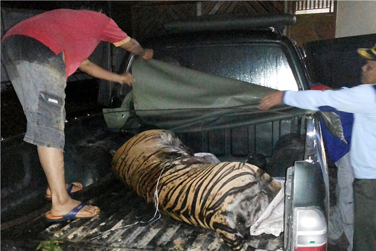 Petugas dari BKSDA Sumatera Barat membawa bangkai harimau sumatera yang mati terperangkap jerat babi di Nagari Palangai Gadang, Kecamatan Ranah Pesisir, Kabupaten Pesisir Selatan. Foto: BKSDA Sumbar