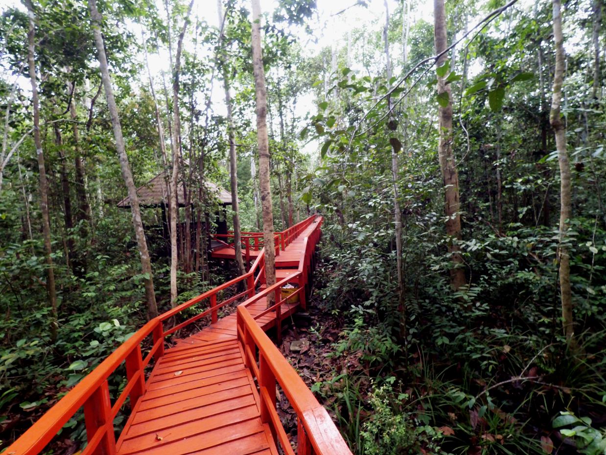 Jembatan kayu yang baru jadi, kontras dengan ‘warna’ Hutan Pelawan, Pulau bangka, Bangka Belitung. Foto: Akhyari Hananto