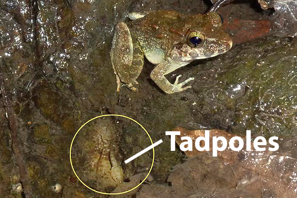 Katak Limnonectes larvaepartus jantan memanggil katak betina di sebuah kolam di Gorontalo, Sulawesi. Terdapat berudu katak sejenis di sebelah katak jantan tersebut. Foto : : Jimmy Mcguire/ESF