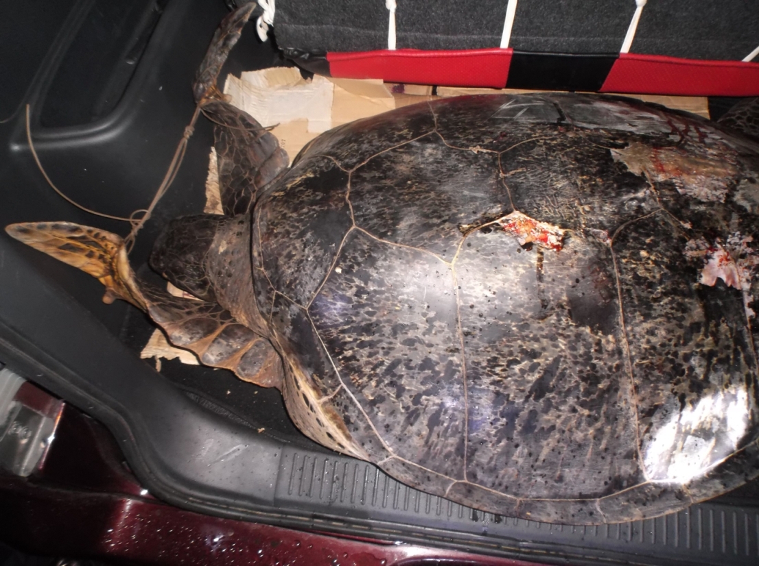 Barang bukti seekor penyu hijau (Chelonia mydas) yang diamankan oleh tim gabungan Polres Minahasa Utara, Sulawesi Utara, saat operasi Cipta Kondisi Sabtu malam (13/06/2015). Foto : PPST