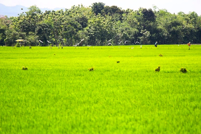 Lahan sawah di Kayen, pati, Jawa Tengah. Memasuki kemarau, mesti diantisipasi dampak terhadap tanaman pertanian. Foto: Tommy Apriando