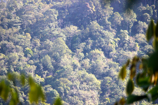 Bagian hutan di Nagari Sei Buluh, yang berada di hulu dan tak boleh diganggu gugat. Ia menjadi penyimpan dan pemasok air serta mencegah dari bencana. Foto: Sapariah Saturi
