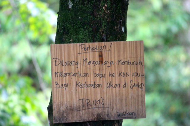 Di wilayah Nagari Sei Buluh, warga memelihara alam, seperti sungai yang memiliki zonasi, antara lain zona larangan, dan zona penyangga. Tujuannya, agar ikan-ikan mempunyai waktu berkembangbiak. Foto: Sapariah Saturi