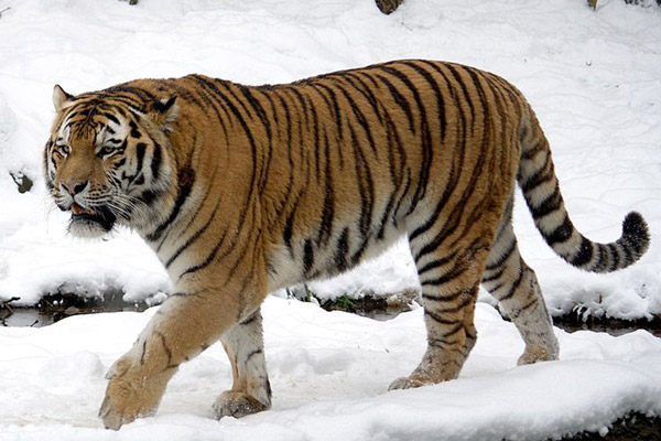 Harimau amur (harimau siberia), sub spesies harimau satu-satunya yang bisa hidup di padang salju. Foto: Appaloosa/Wikipedia common