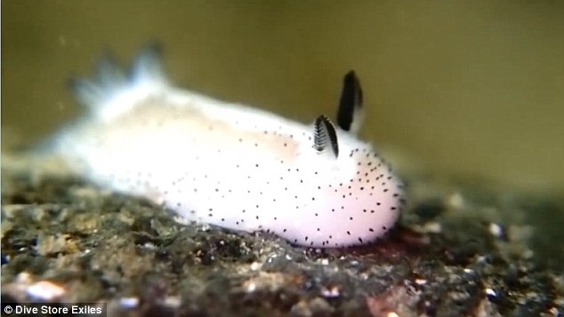 Jorunna Parva yang dijuluki Kelinci Laut ini menghebohkan dunia maya Jepang. Sumber: i.dailymail.co.uk