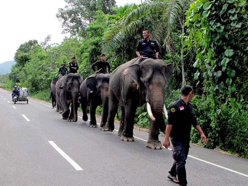 photo of Govt asked to guard Aceh wildlife corridor’s slow recovery image