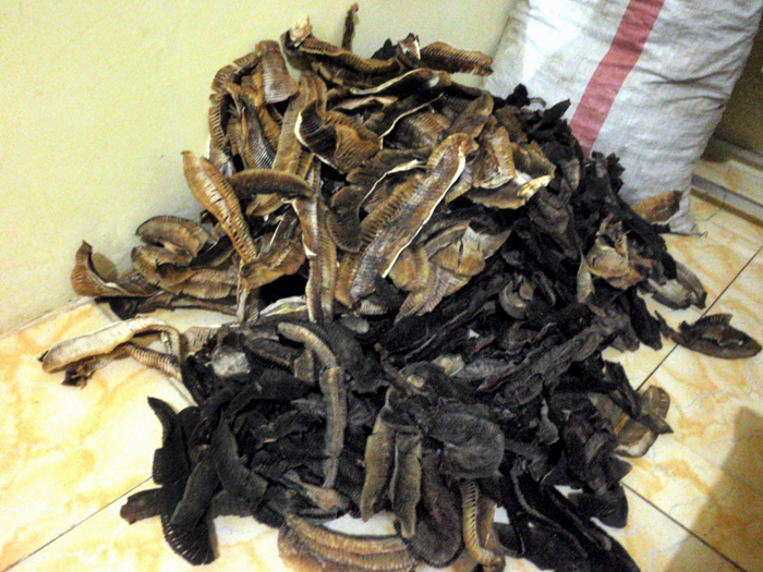 Diperkirakan, dari 13 kg insang pari manta yang berhasil disita, berasal dari 29 ekor pari manta. Foto: WCS