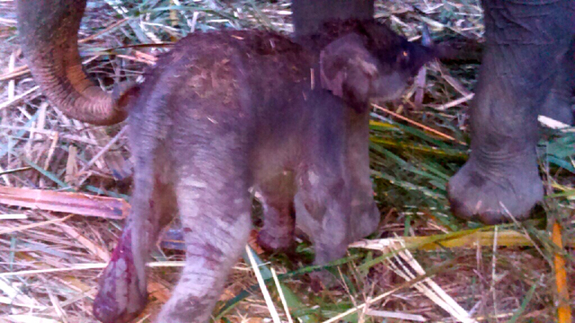 Ini bayi gajah Sumatera yang baru lahir di kawasan ekowisata Tangkahan. Foto diambil beberapa menit setelah dilahirkan pada pukul 5.00. Foto: Ayat S Karokaro