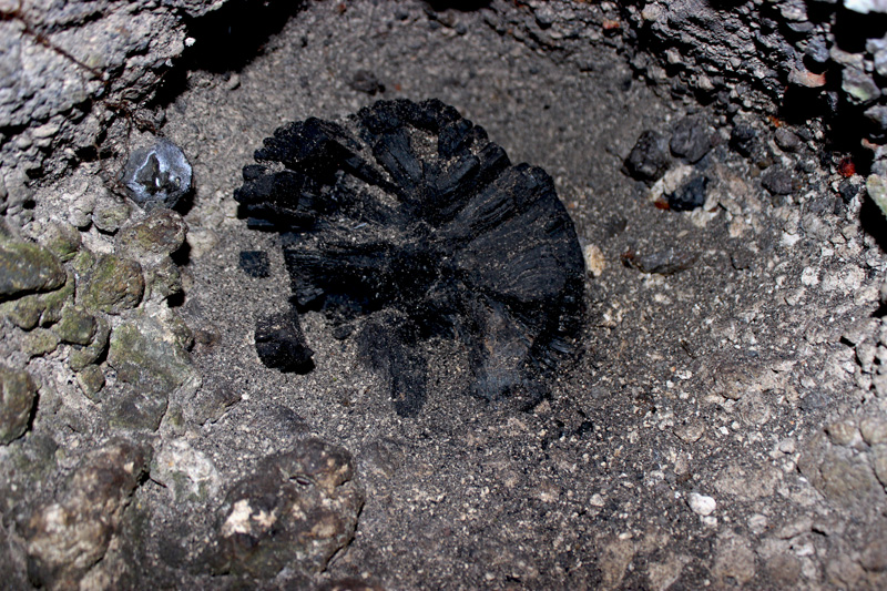 Arang kayu yang diduga terbentuk akibat erupsi 1883. Hingga sekarang, kita masih bisa menemukan bukti sejarah sangat berharga ini di Pulau Rakata. Foto: Rahmadi Rahmad