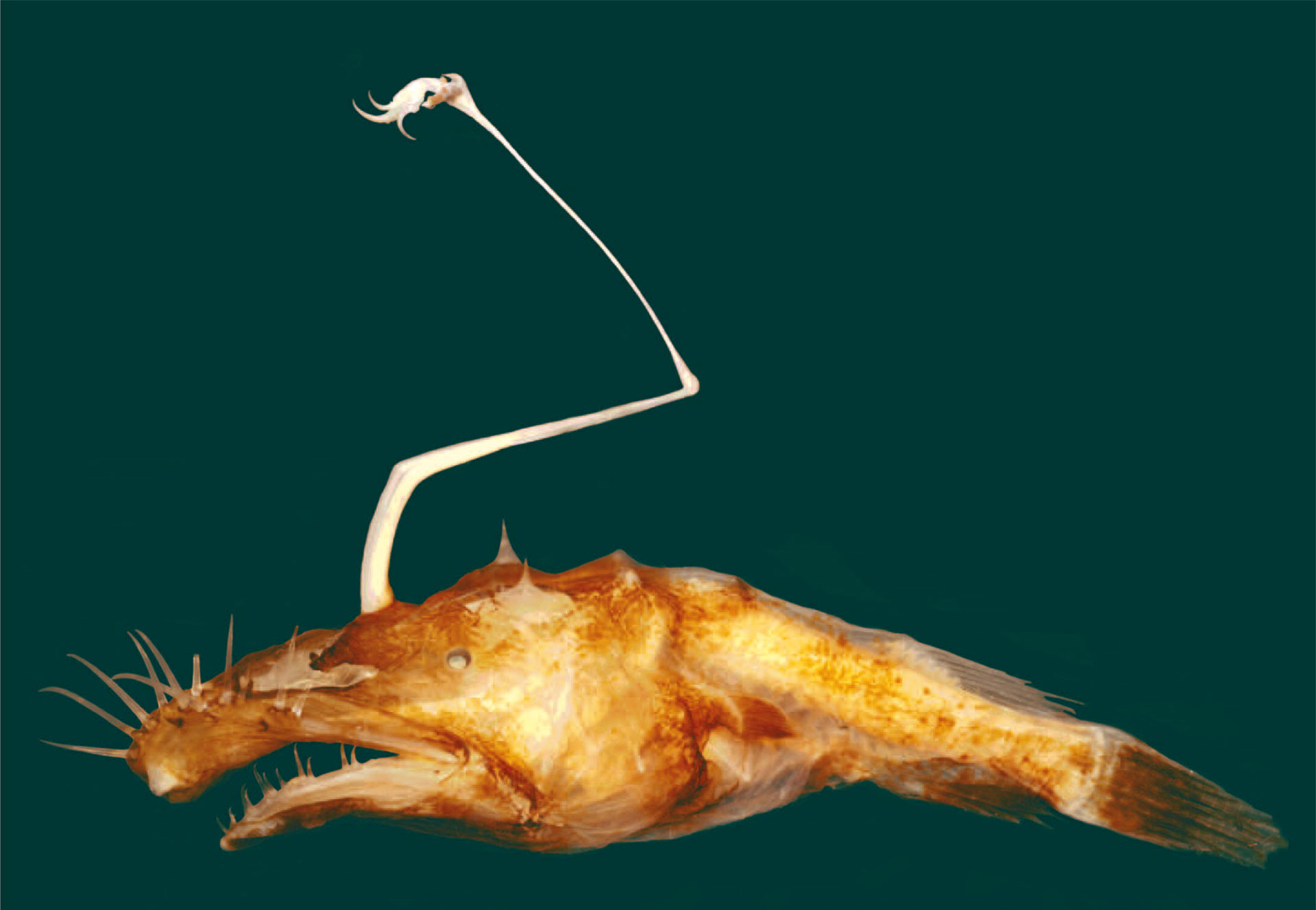 Lasiognathus dinema betina yang panjangnya hanya 30 milimeter. Foto: Theodore Pietsch