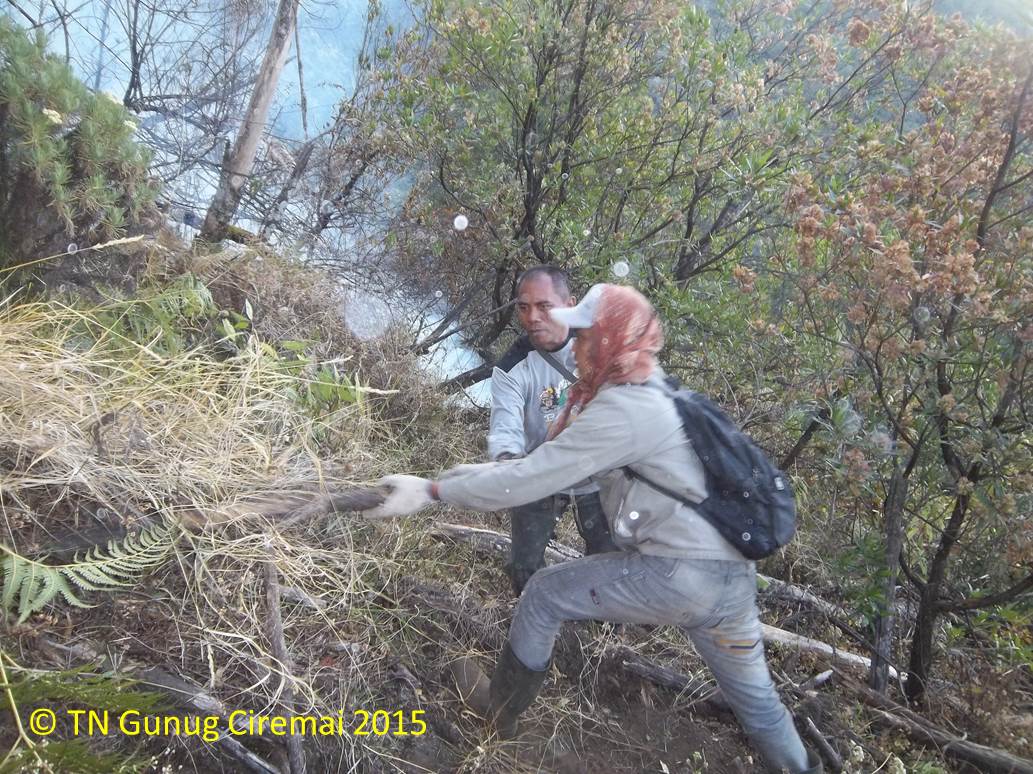 Petugas sedang memadamkan api yang membakar kawasan Taman Nasional Gunung Ciremai (TNGC), Jawa Barat, yang telah terjadi selama sepekan ini. Foto : TNGC