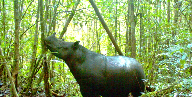 Badak Sumatera yang terekam kamera pengintai di Taman Nasional Gunung Leuser. Foto: YLI