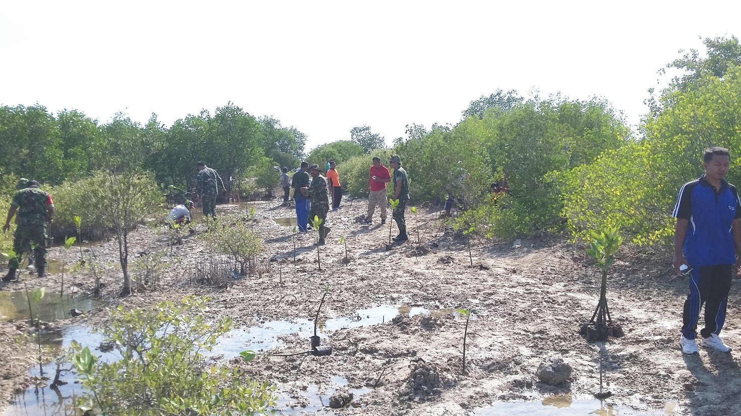 Sejumlah anggota TNI dari Kodim 1609/Buleleng melakukan aksi penanaman bibit mangrove di terlihat aktivitas di kawasan Hutan Mangrove Dusu Marga Garuda, Desa Pejarakan, Kecamatan Gerokgak, Kabupaten Buleleng, Bali, pada Sabtu (26/09/2015). Foto : Kodim 1609/Buleleng