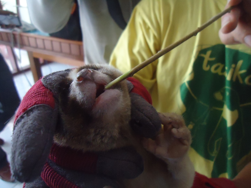 Gigi kukang jawa yang telah dicabut oleh penyelundup satwa dilindungi itu. Kukang tersebut merupakan bagian dari 23 ekor kukang jawa (Nycticebus javanicus) dan 2 lutung jawa (Trachypithecus auratus) yang ditemukan di kapal penumpang KM Tera Santa yang bersandar di Pelabuhan Tahuna, Sangihe berhasil digagalkan dari penyelundupan pada Jumat (18/09/2015). Foto : Themmy Doaly
