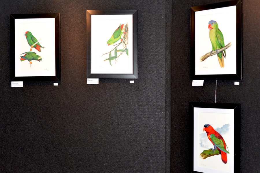 Sebagian lukisan paruh bengkok yang dipajang dalam pameran "Birds of Our Nation" di Jakarta. Foto: Burung Indonesia