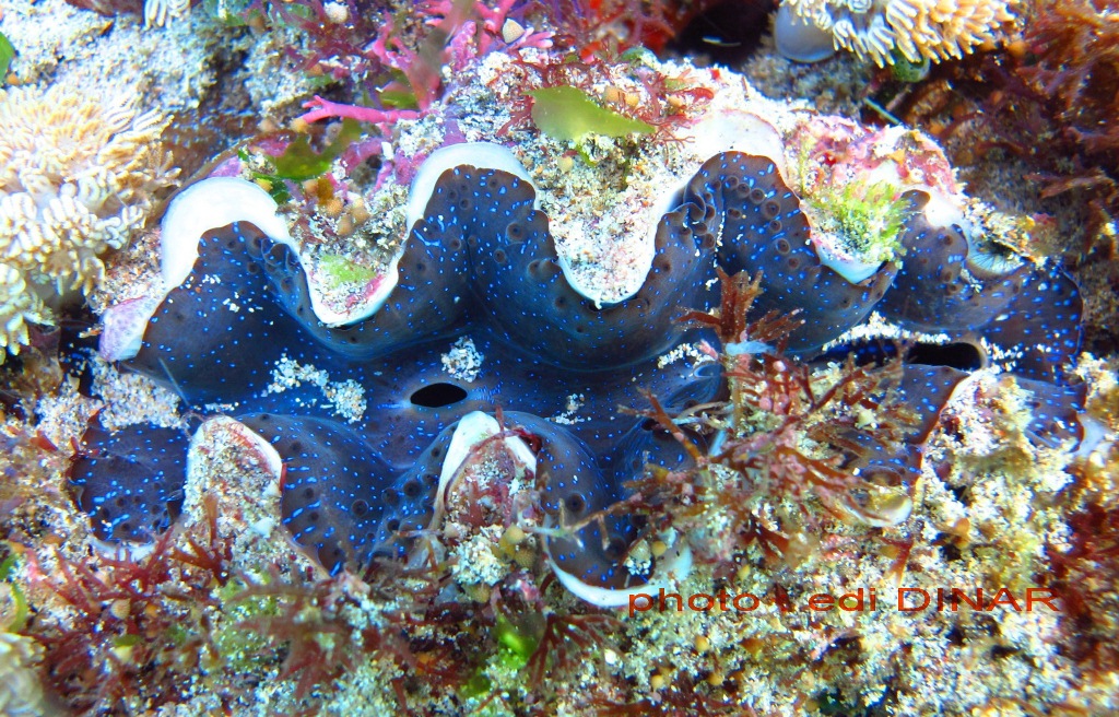 Kima besar (Tridacna maxima) yang ditemukan di perairan dangkal Nusa Dua, Bali pada 24 Agustus 2015. Sekitar 1000 anakan kima direncanakan disebar di kawasan perairan Nusa Dua sebagai usaha restorasi perairan tersebut. Foto : Edi Dinar/NDRF