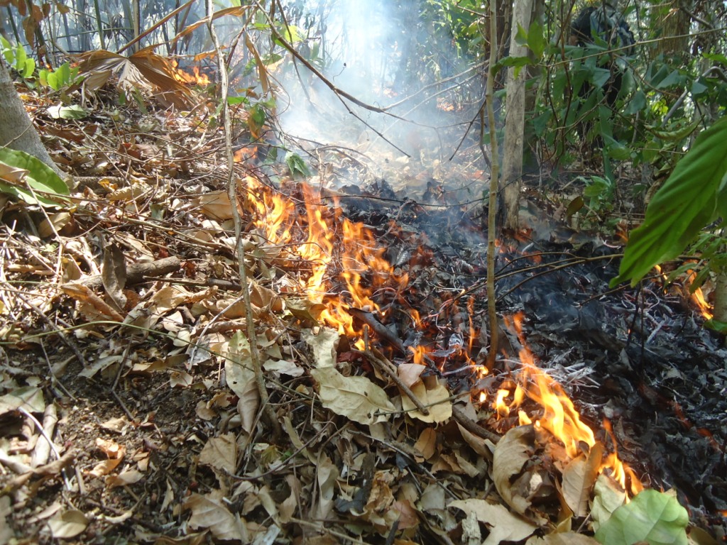 Kebakaran yang terjadi di Cagar Alam Tangkoko, Bitung, Sulawesi Utara pada Minggu (27/09/2015). Upaya pemadaman telah dilakukan oleh Tim Manggala Agni dibantu relawan. Foto : Themmy Doaly