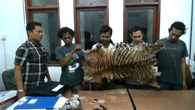 Pelaku jaringan perdagangan satwa menunjukkan barang bukti kulit harimau yang akan mereka jual Rp30 juta. Foto: Ayat S Karokaro