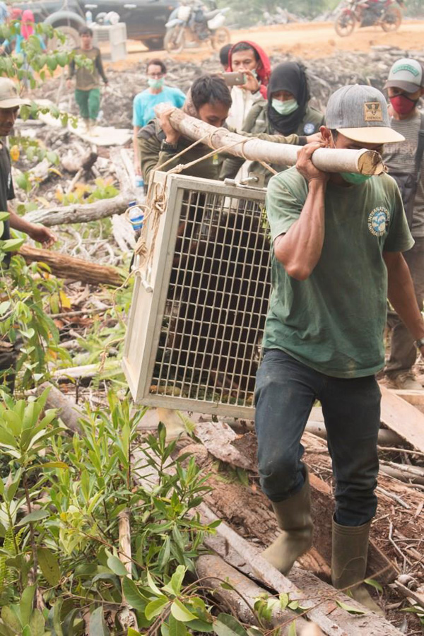 Kebakaran hutan merupakan ancaman utama kehidupan orangutan selain ekspandi kebun sawit. Foto: YIARI Ketapang, Kalbar
