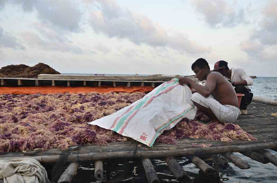 Meski harga rumput laut turun, Haslan tetap bertahan untuk budidaya karena telah menjadi sumber penghasilan utama sejak beberapa tahun terakhir. Ia berharap harga rumput laut segera membaik di Pulau Kaledupa, Wakatobi, Sulawesi Tenggara. Foto : Wahyu Chandra