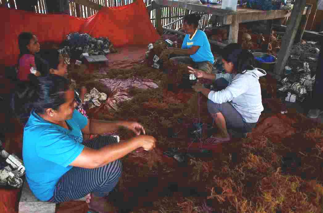 Salah satu komponen pembiayaan rumput laut adalah menggaji orang yang mengikat bibit rumput laut di tali sepanjang 20-25 meter, dengan ongkos Rp 2000 – Rp 3000 per bentangan tali. Harga rumput laut sedang turun di Pulau Kaledupa, Wakatobi, Sulawesi Tenggara. Foto : Wahyu Chandra