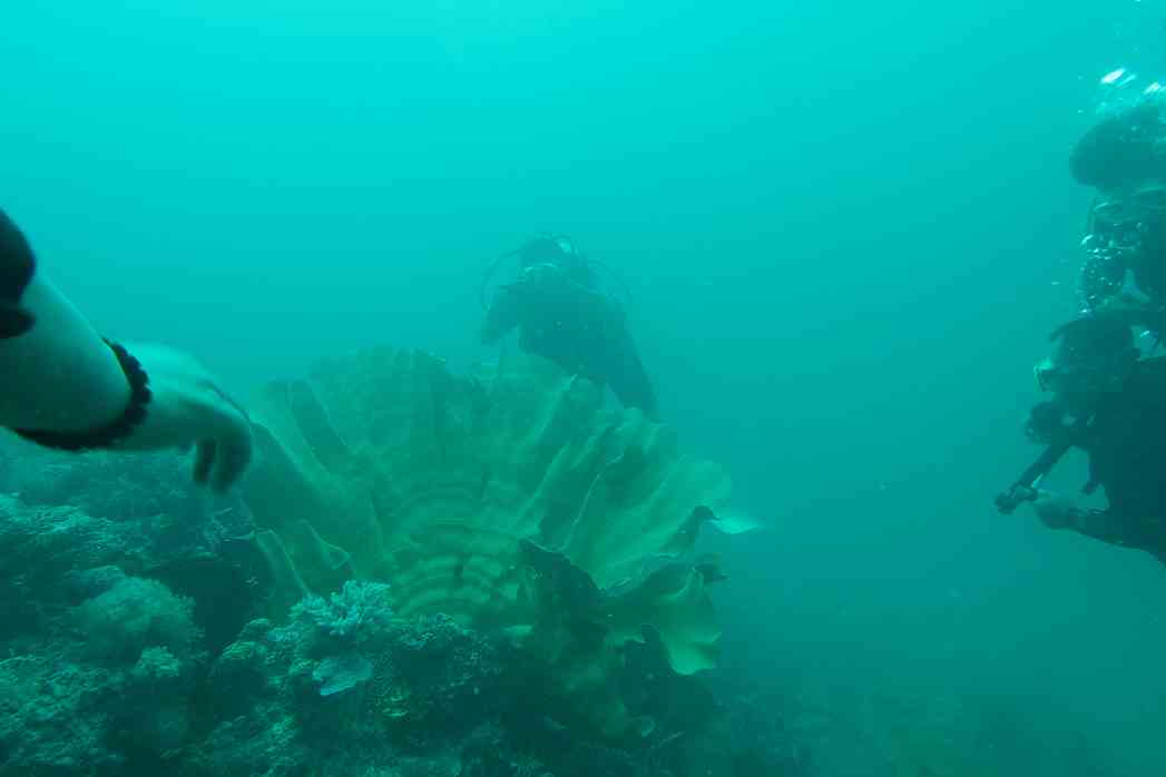 Meski dikenal memiliki spesies kerang kima yang lengkap di Taman Nasonal Laut Takabonerate, Sulawesi Selatan, populasi kerang raksasa ini mulai berkurang seiring dengan meningkatnya aktivitas pengambilan dari warga untuk keperluan konsumsi dan komersil. Meski demikian, sejumlah penyelam masih dapat menemukan keberadaan kerang kima ini di spot-spot tertentu. Foto: Syamsu Rizal