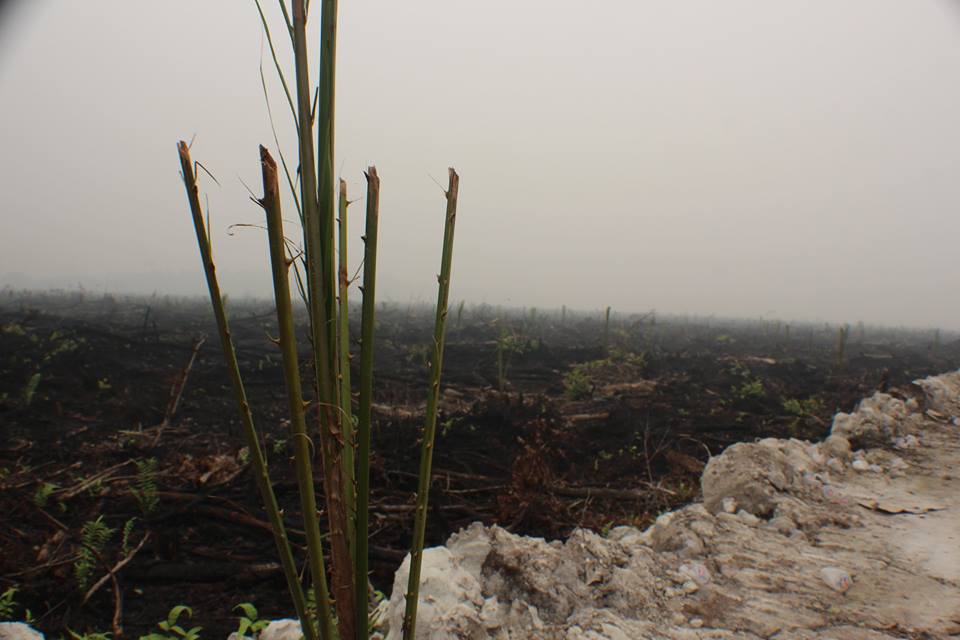 Ini puluhan hektar lahan terbakar di Nyaru Menteng, Kalteng, yang mulai ditanami sawit. Foto: Save Out Borneo
