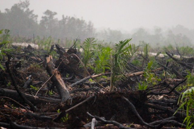 Lahan gambut di Kalimantan Tengah, yang belum lama terbakar lalu ditanami bibit-bibit sawit. Foto: Sapariah Saturi