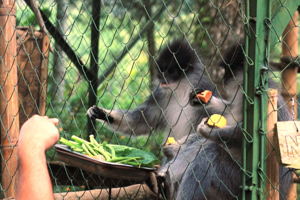 Surili jawa (Presbytis comata) sedang diberi pakan di pusat penyelamatan primata Aspinalls Foundation di Ranca Bali, Ciwidey, Kabupaten Bandung. Primata yang ada di Aspinall berjumlah 34 dari 3 spesies yaitu owa jawa, suruli dan lutung. Foto : Donny Iqbal