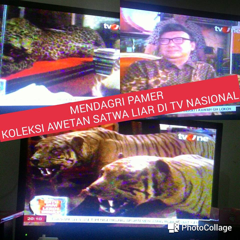 Dalam acara "Satu Jam Lebih Dekat Tjahjo Kumolo" yang ditayangkan salah satu televisi nasional, 12 Februari 2016, pukul 19.30-20.30. Mendagri Tjahjo Kumolo, memamerkan koleksi awetan harimau dan macan yang dilindungi undang-undang. Sumber foto: ProFauna Indonesia