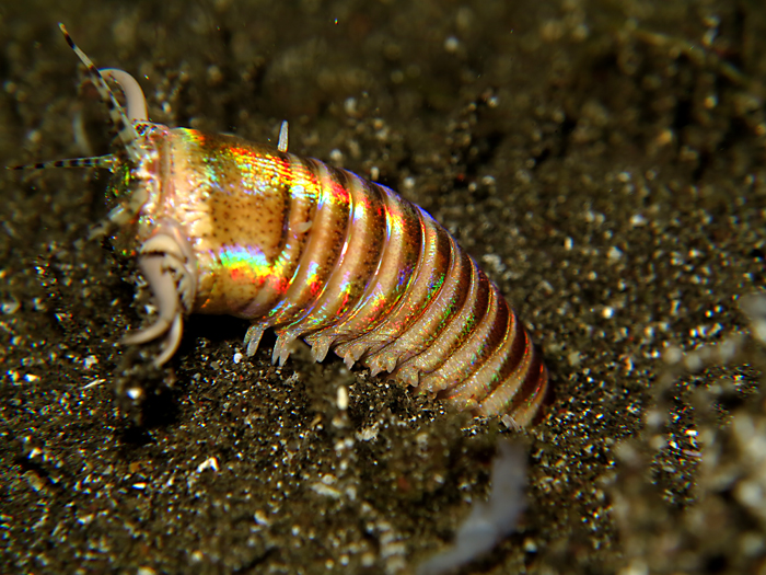 Bobbit worm atau cacing bobit, merupakan cacing laut pemakan segala (omnivora) yang aktif di malam hari (nocturnal). Foto : Wisuda