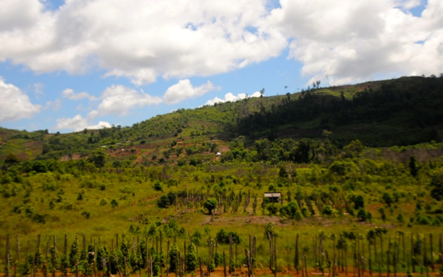 Pertanian merica di jalan poros Wandula menuju Timampu. Foto: Eko Rusdianto