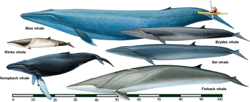Perbandingan besar tubuh paus biru dengan paus jenis lainSumber : amazonaws.com