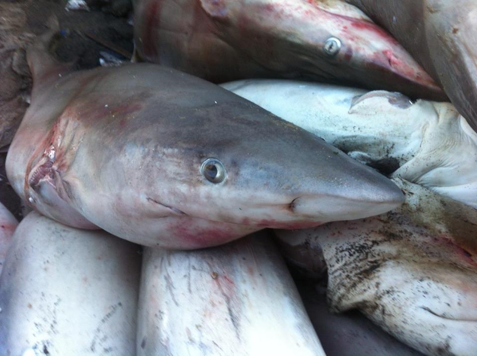 Foto hiu yang diunggah Ipang diakun facebooknya. Ia prihatin melihat masih maraknya perdagangan hiu di pasar ikan TPI Beba, Desa Tamasayu, Galesong Utara, Takalar, Sulsel. Padahal pemerintah melarang penangkapan hiu. Foto: Ipang