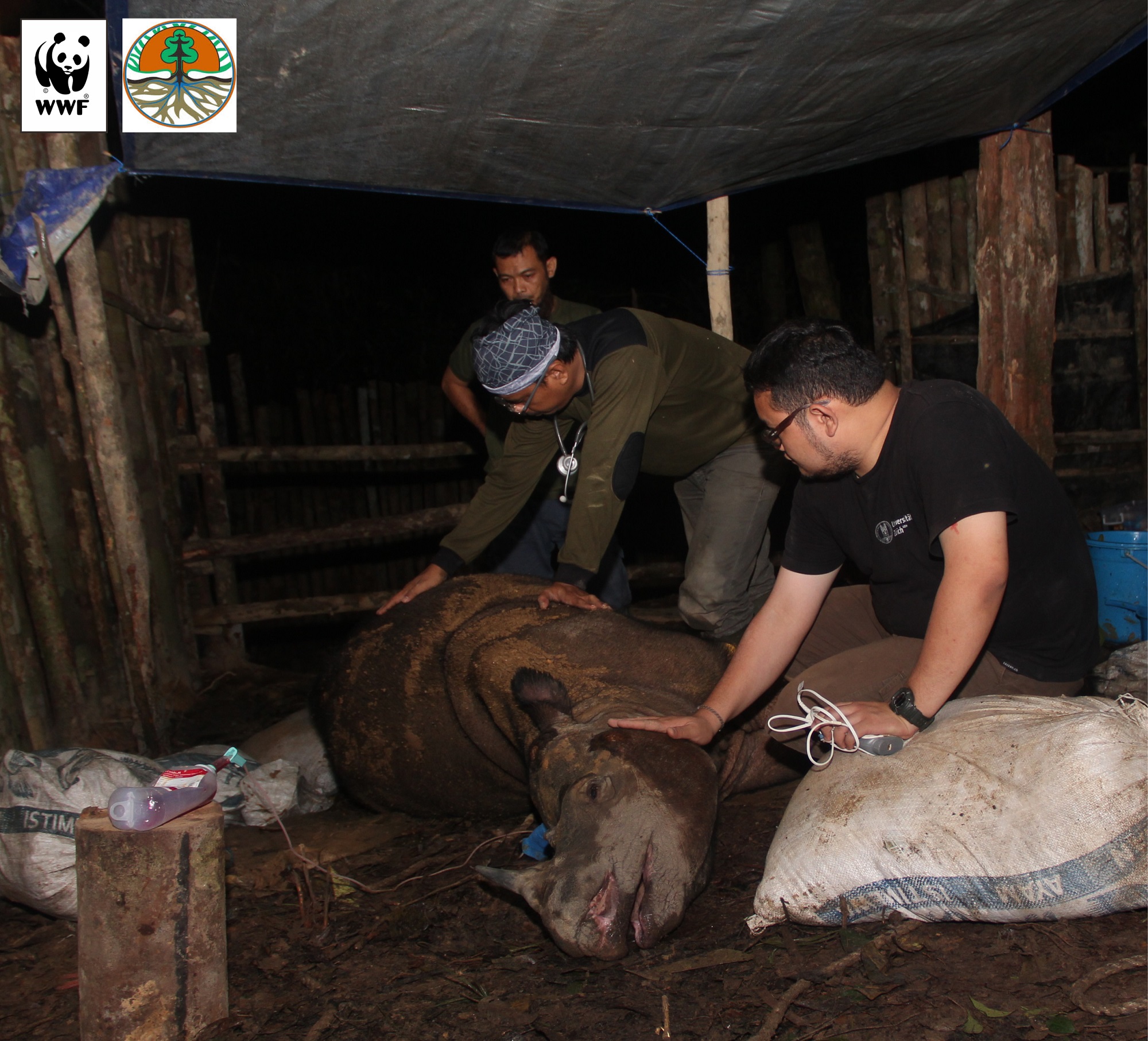 Najaq, badak sumatera yang berada di Kutai Barat, Kalimantan Timur, yang mati pada Selasa dini hari, 5 April 2016. Foto: Sugeng Hendratno/WWF-Indonesia