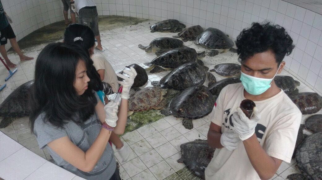 Petugas TCEC Serang, Kuta, Bali  merawat sejumlah penyu hijau hasil penangkapan penyelundupan. Foto : TCEC Serang