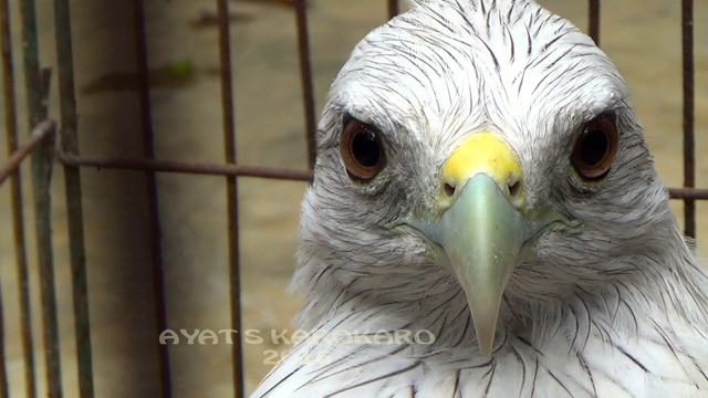 Pesisir Langkat, merupakan habitat burung elang bondol ini. Foto: Ayat S Karokaro