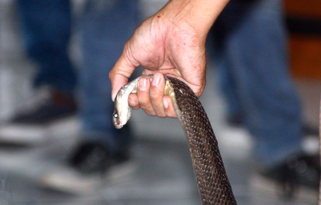 Memegang kepala ular kobra (Naja Sputatrix) sedikit ditekuk ke bawah untuk menghindari semprotan bisa. Foto: Nuswantoro