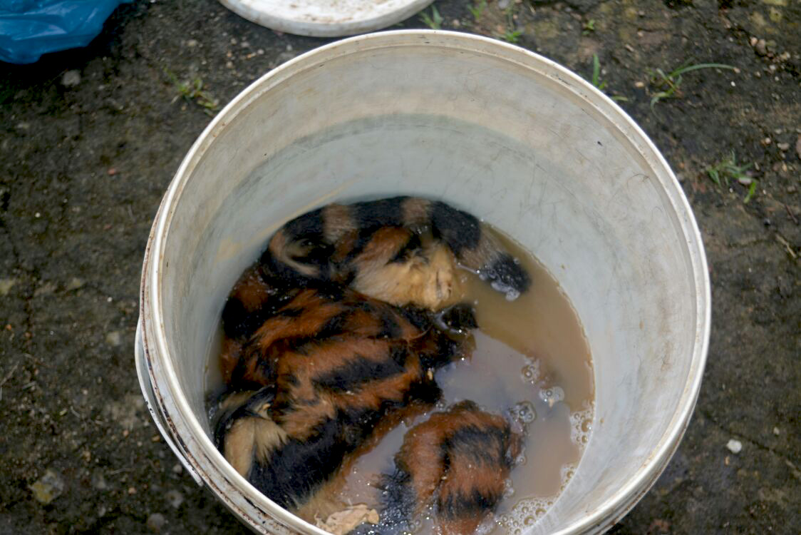 Kulit harimau sumatera yang siap diperdagangkan. Foto:  WWF