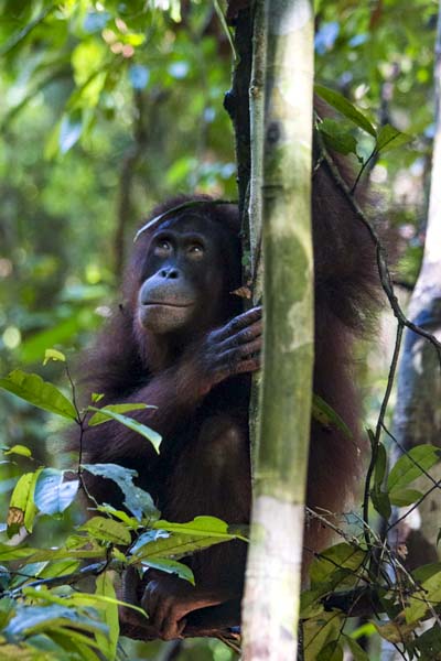 Banyak kasus yang mengancam kehidupan orangutan, satu diantaranya adalah ditangkap untuk dijadikan satwa peliharaan. Foto: YIARI