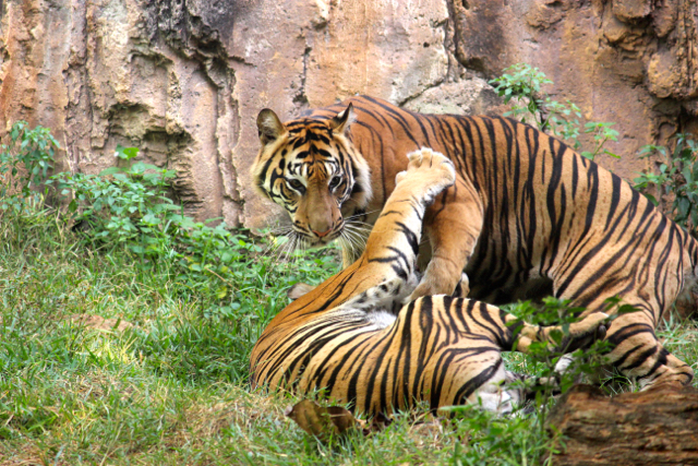 Dua harimau Sumatera yang hidup di Kebun Binatang Ragunan, Jakarta. Foto: Sapariah Saturi
